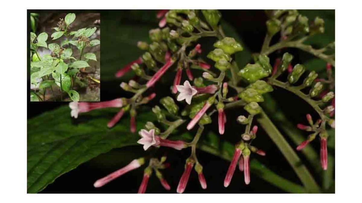 Ophiorrhiza mizoramensis — New Coffee-Family Plant from Mizoram