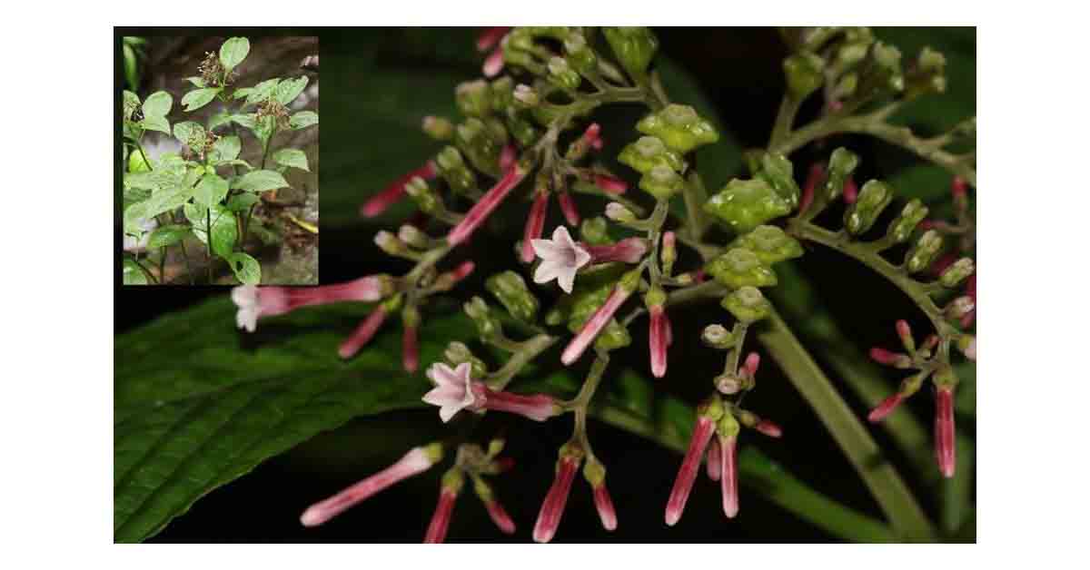 Ophiorrhiza mizoramensis — New Coffee-Family Plant from Mizoram