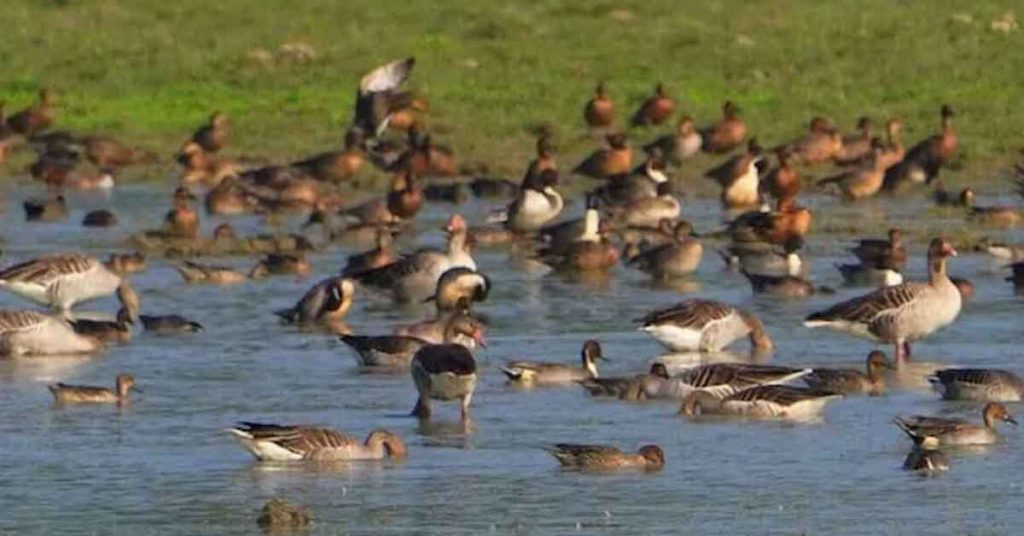 Waterbird Count 2026 underway in Kaziranga