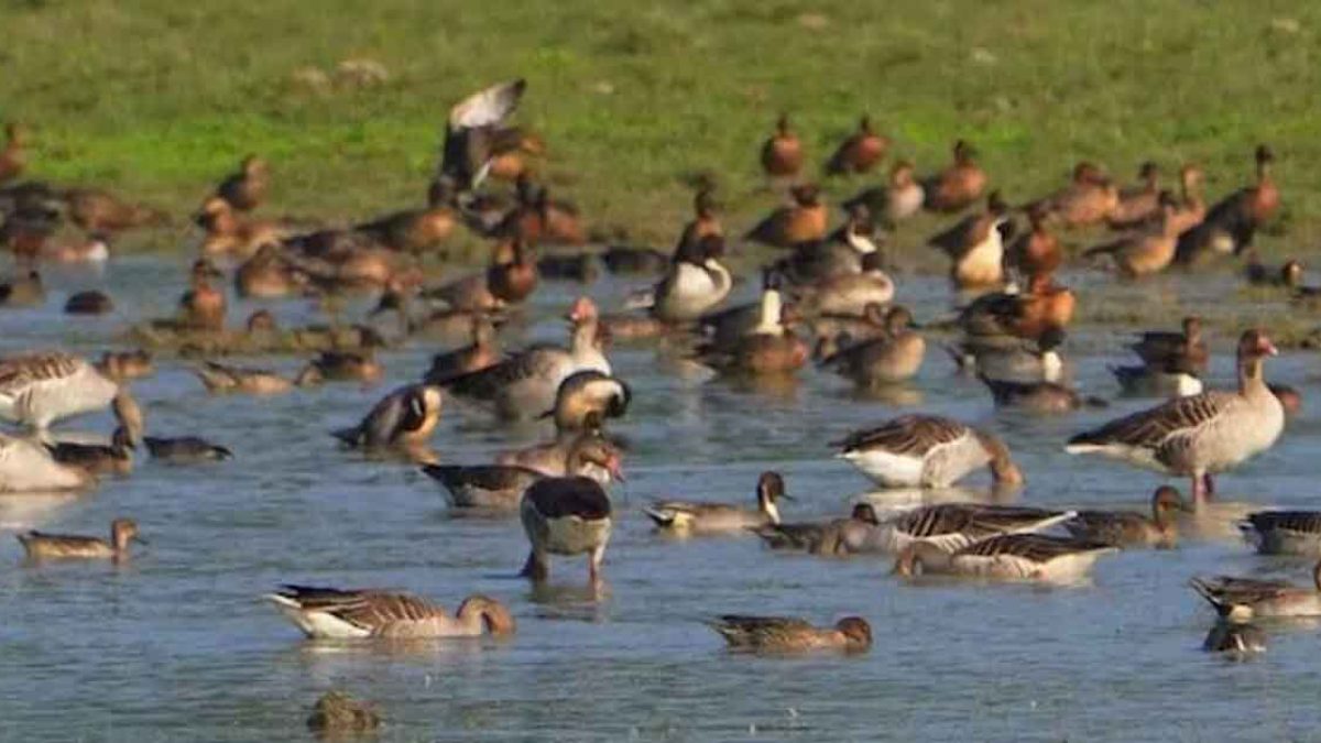 Waterbird Count 2026 underway in Kaziranga