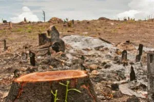 India to host COP-14 of UNCCD