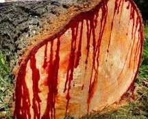 Dragon blood-oozing Tree