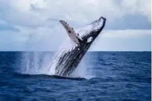 Japan resumed commercial whaling for the first time in more than 30 years