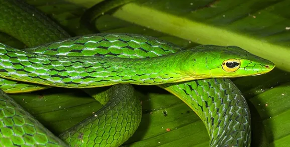 Vine Snake