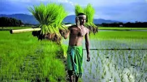 Odisha has decided to merge KALIA Yojana with PM-KISAN Yojana