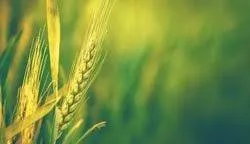 Tamil Nadu CM unveils Direct CTO scheme for green category industries