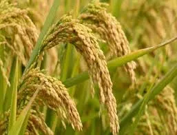 NCML releases first estimate of rabi crop