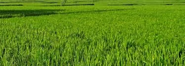 Revamping of the Crop Insurance Schemes