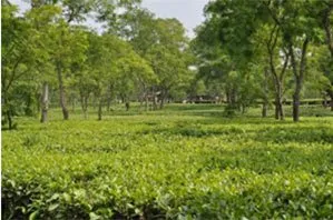 Scientists identified bacteria that can replace fertilizers & fungicides