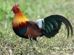 Chickens first domesticated in southwestern China, northern Thailand, Myanmar