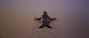 The largest number of nests of rare leatherback sea turtles in Thailand beaches. The environmentalists said that this has occurred due to the bereft of tourists because of the coronavirus pandemic. Highlights: ♦ The highest recorded turtle nests the authorities have found since last November was 11 in the past two decades. ♦ Phuket Marine Biological Center reported that more number of turtle nests were found this year. ♦ The turtles had a high risk of getting killed by fishing gear and humans disturbing the beach. Leatherback Sea Turtles: Leatherbacks are the world's most giant sea turtles. The turtles lay their eggs in dark and quiet areas, scarce when tourists thronged the beaches. The International Union for Conservation of Nature (IUCN) has considered the species endangered in Thailand and listed as a vulnerable species globally.