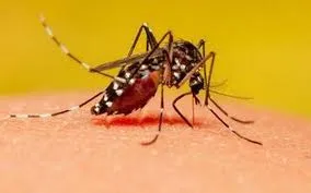 Persistent global transmission of chikungunya from India