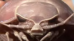 Zoologist discover 14-legged Giant 'Darth Vader' Cockroach