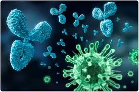 Antibody immunity to covid-19 may be short-lived