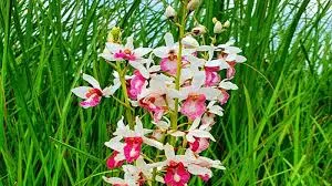 A rare orchid species blooms in India after 118-year hiatus