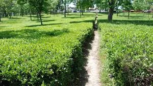 ICMR to use Kangra Tea to lower coronavirus activity