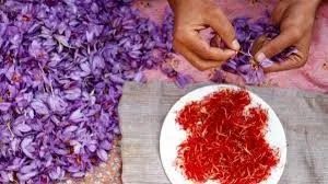 Kashmiri saffron received GI tag