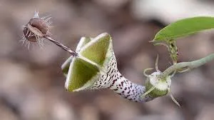 Study of flowering plant endemism of Northern Western Ghats