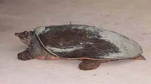 Professor rescues vulnerable turtle from Assam fish market