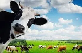 Ten universities to set up Kamdhenu Chairs