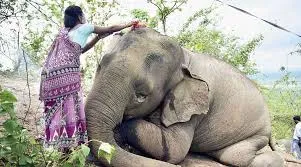 A single lightning flash kill 18 elephants