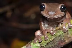 Litoria mira, the real life version of chocolate frog found