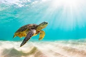 World Sea Turtle Day 2021