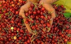 First commercial shipment of Mishri variety of cherries