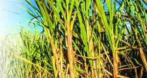 Centre approved Rs 290 per quintal as FRP of sugarcane