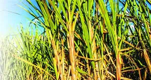 Centre approved Rs 290 per quintal as FRP of sugarcane