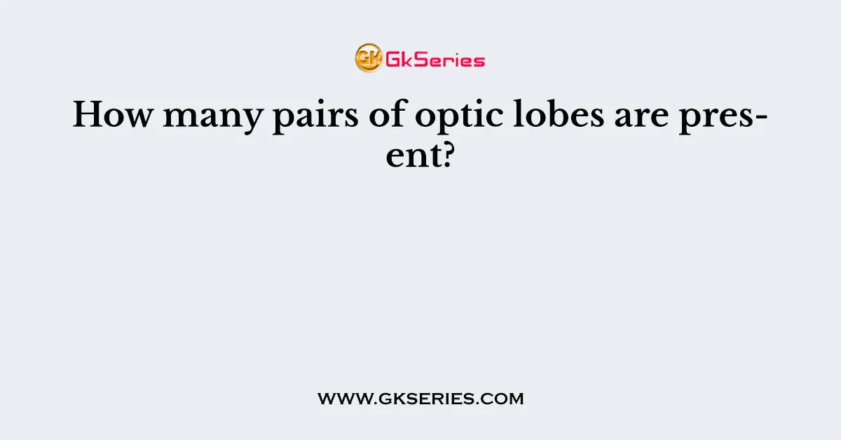 How many pairs of optic lobes are present?