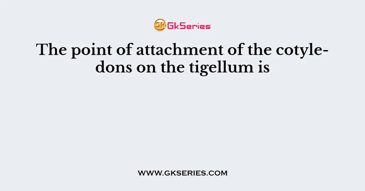 The point of attachment of the cotyledons on the tigellum is