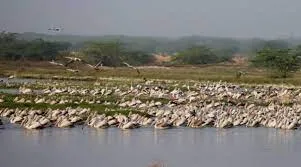 Kazhuveli Wetland declared as 16th Bird Sanctuary of Tamil Nadu