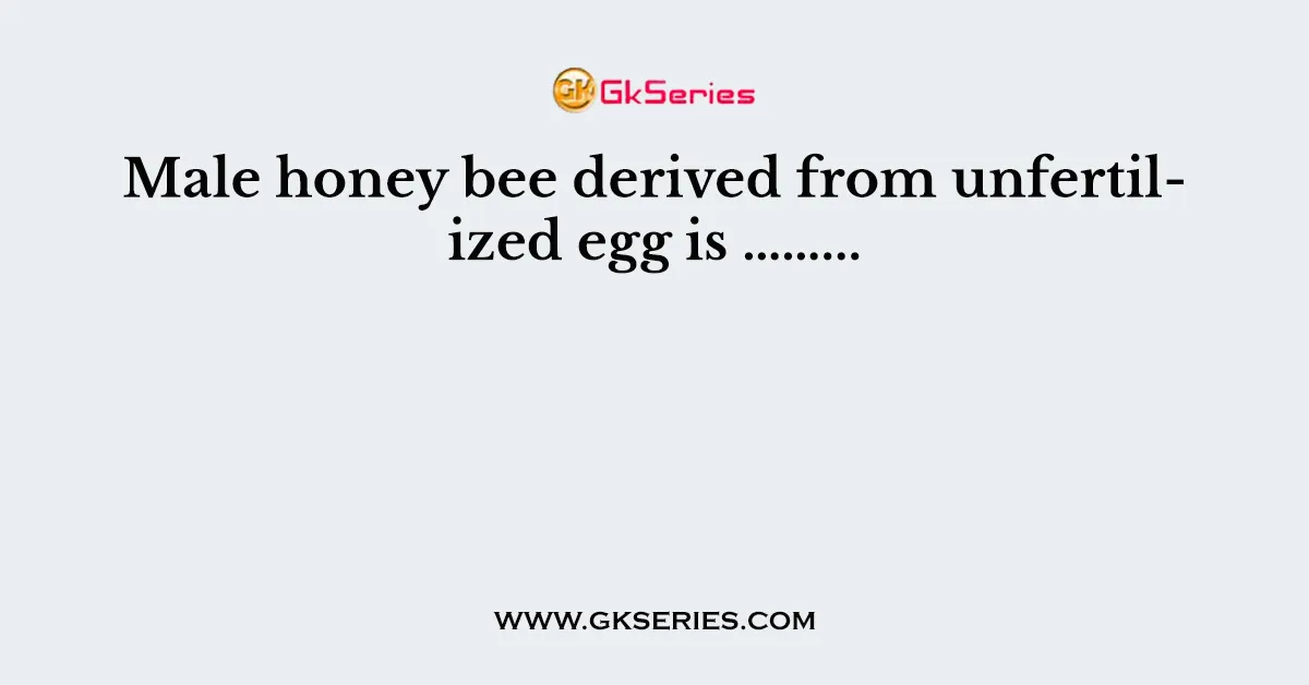 Male honey bee derived from unfertilized egg is ……...