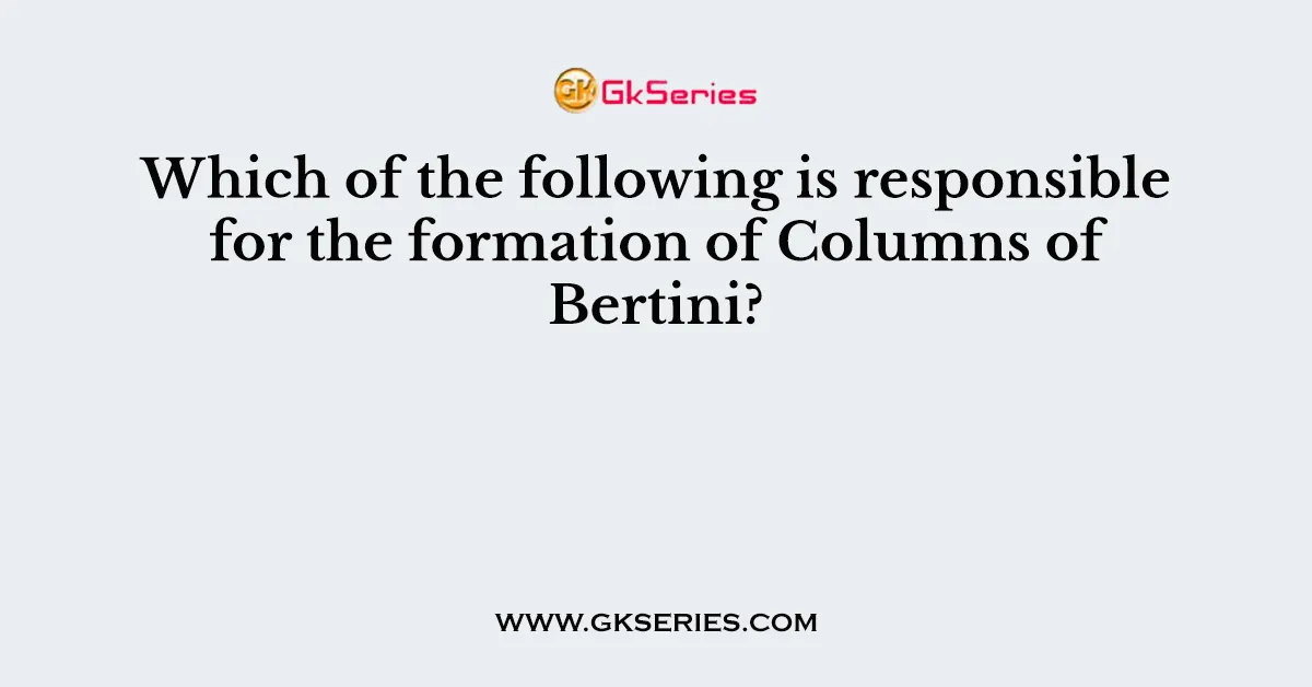 Which of the following is responsible for the formation of Columns of Bertini?