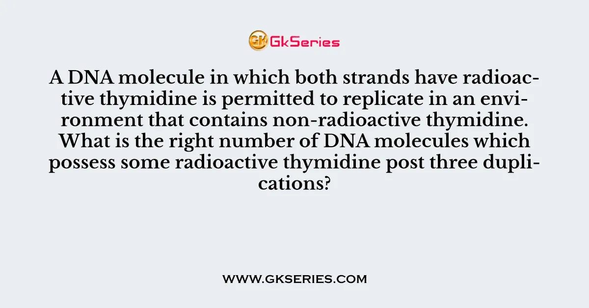 A DNA molecule in which both strands have radioactive thymidine