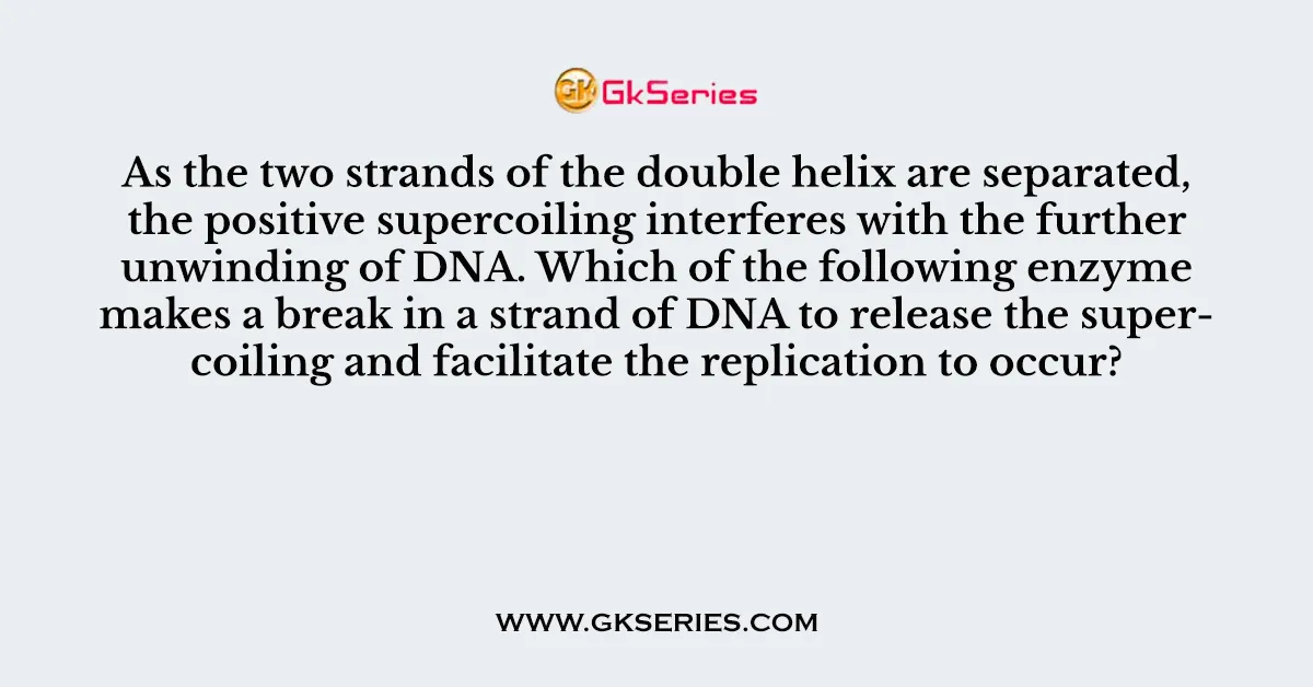 As the two strands of the double helix are separated, the positive supercoiling interferes