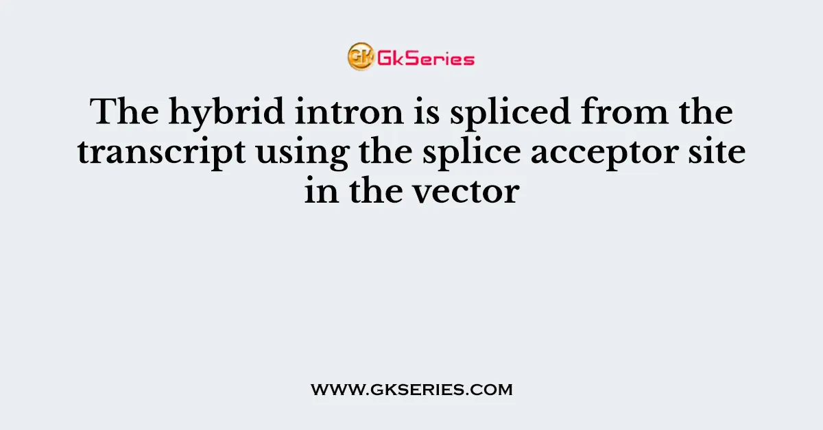 The hybrid intron is spliced from the transcript using the splice acceptor site in the vector