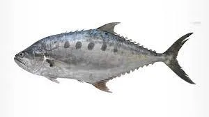 Kerala: Identification of New Marine Species