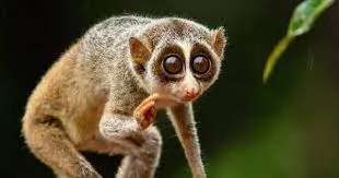 India’s first slender loris sanctuary in Tamil Nadu