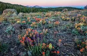 US Wildlife officials declare 'Nevada wildflower' as endangered species
