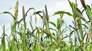 India Among Top 3 Nations in Expanding Organic Farming in 2020