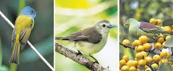 Silent Valley bird species increases to 175