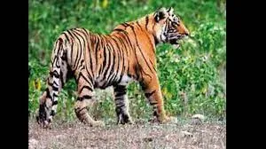 UP’s Suhelwa sanctuary records first photographic proof of tigers