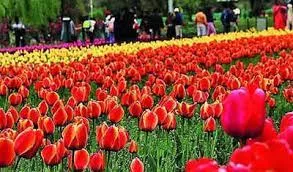 Srinagar’s Tulip Garden Enters Record Books With 1.5mn Flowers
