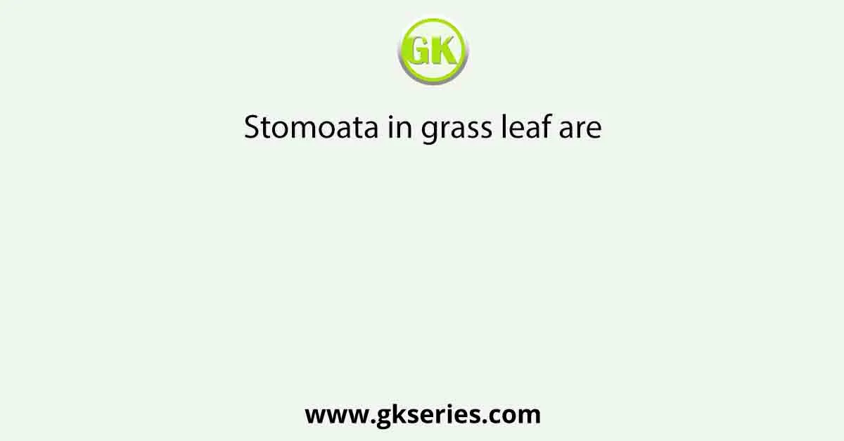 Stomoata in grass leaf are
