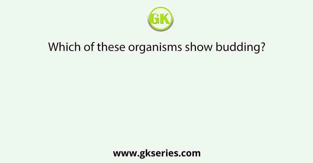 Which of these organisms show budding?