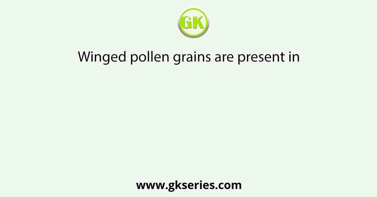 Winged pollen grains are present in