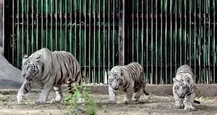 India’s First White Tiger Breeding Centre Approved in MP