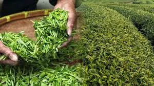 India Becomes the World’s Second-Largest Tea Exporter in 2024